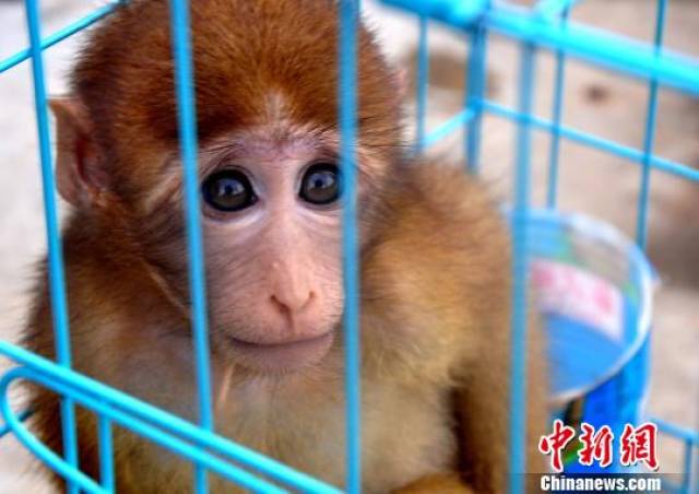 云南墨江森警救助巴掌大萌猴 系国家二级保护动物猕猴