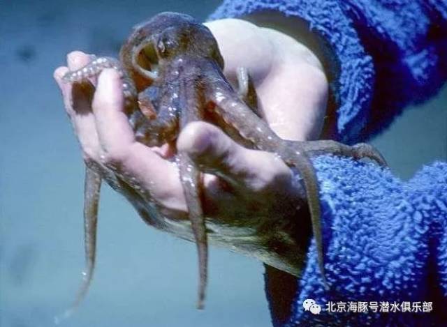 ▼2. 雌性毯子章鱼比雄性重1万～4万倍