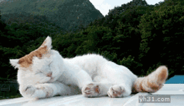 福懋动物医院:猫咪呕吐了怎么办?
