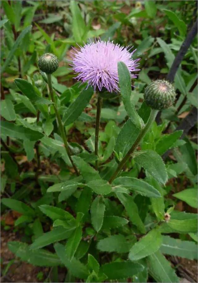 苣荬菜,刺儿菜,大刺儿菜(大蓟)  大蓟  可选药剂有:灭草松,2,4-滴异