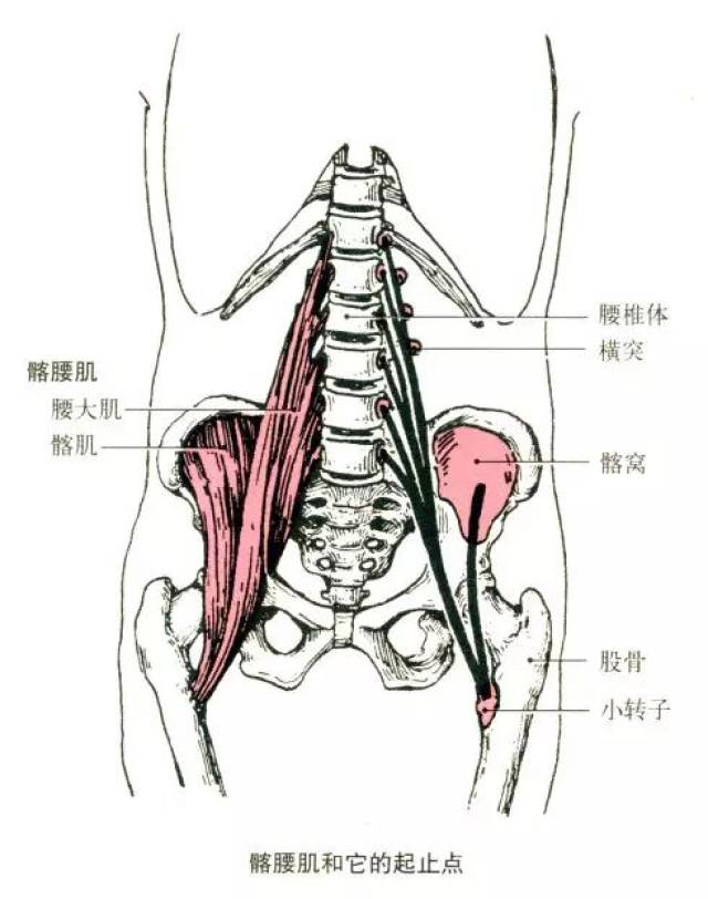 人体解剖全集