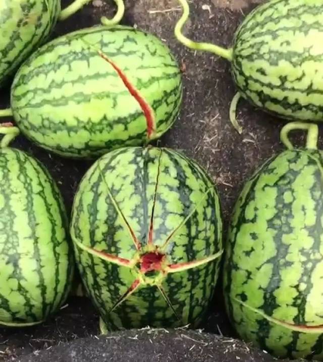 寒亭区固堤街道部分种植户的西瓜被打碎