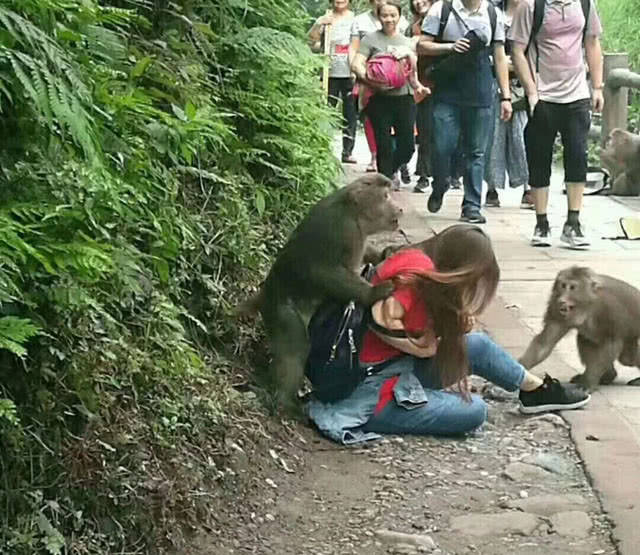 峨眉山的猴子真色,看见漂亮的姑娘就要上去