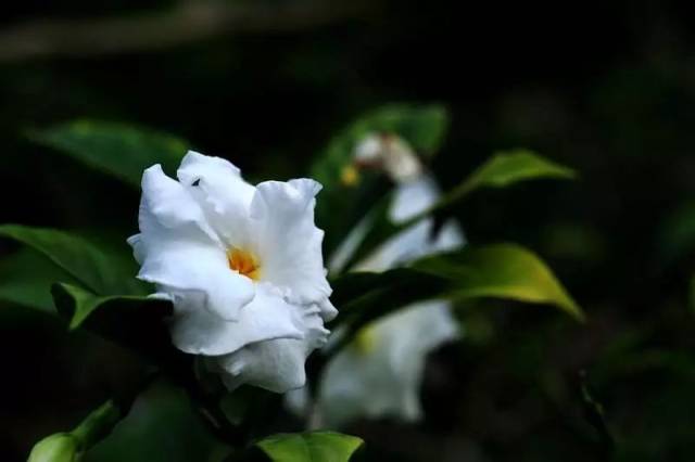 【每日一花】狗牙花