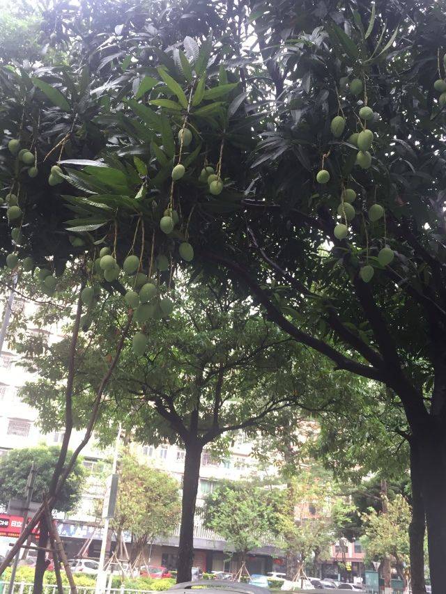 应急宣教丨路边芒果不要随意摘!进来学习怎么区分食用芒和有毒绿化芒