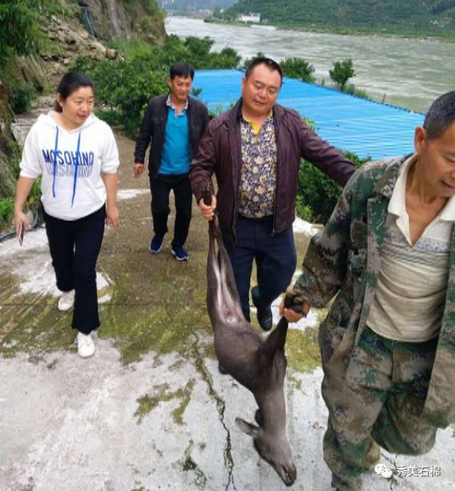 上午9时,石棉县新民乡接到小马村村民王秀均的电话,一只受伤"麂子"(学