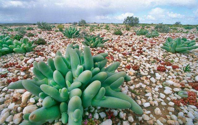 南非纳马夸兰沙漠:野生多肉植物的"王国",多肉种类超过1000种