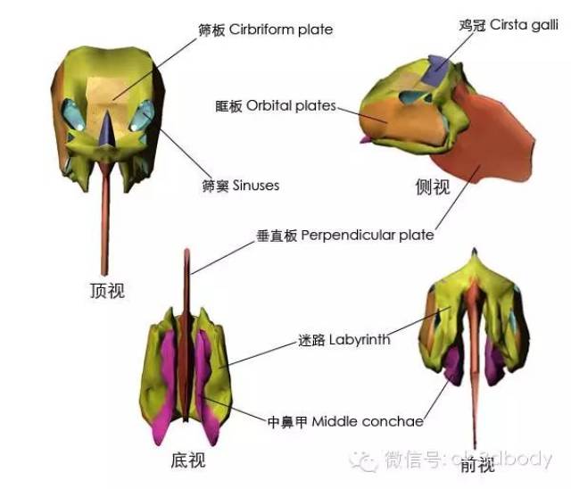 全套骨性标志图(务必收藏)