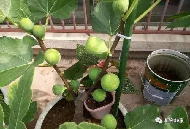 1个塑料瓶套在无花果枝条上,10天就生根,当年就结50多