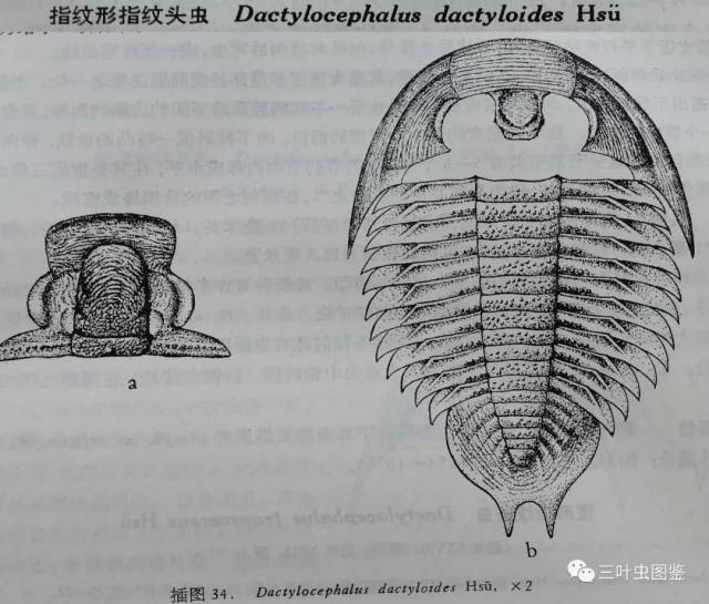 书籍介绍之《华中及西南奥陶纪三叶虫动物群》