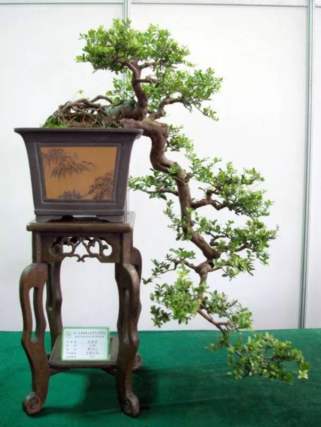 如何成为盆景大师之你不得不了解的盆景知识