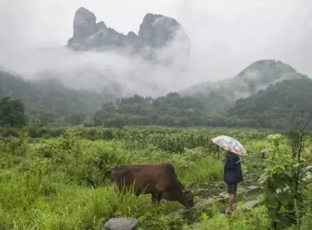 雁荡水龙栖息之地-醉美龙西风光无限!