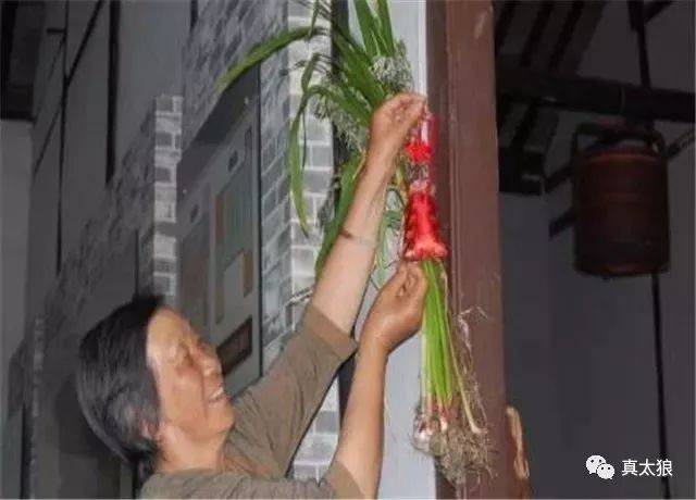 端午有个习俗,就是人们会在院门前和房檐下挂艾草或菖蒲,蚊虫害怕