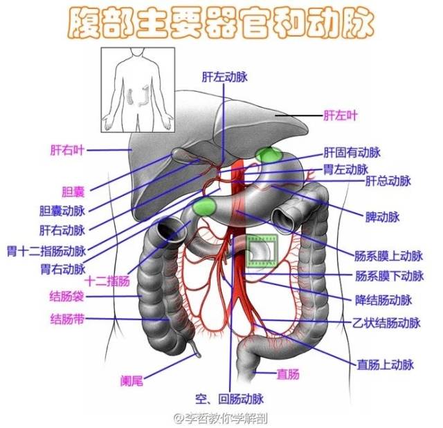 最美医学解剖图,收藏了!
