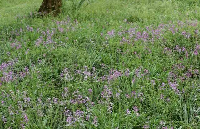 杭州市缀花草坪野花资源大全(干货!