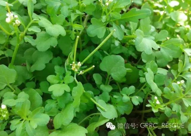 【户外知识】中国常见野菜及其食用-(83)豆瓣菜(西洋菜,水田芥)