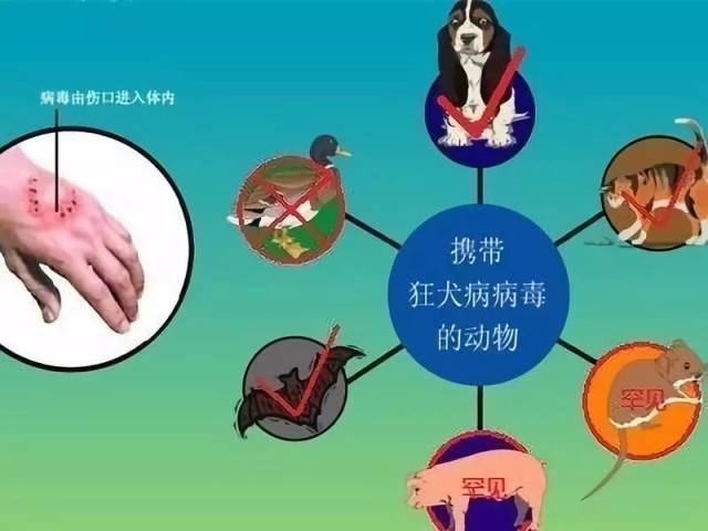 狂犬病如何传播