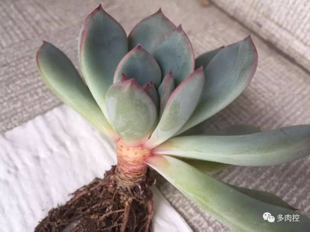 多肉最丑月前的准备,这样才能安全度夏~