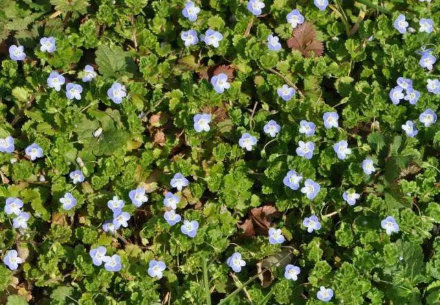 杭州市缀花草坪野花资源大全(干货!