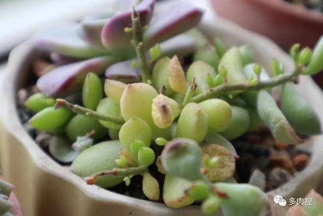 多肉最丑月前的准备,这样才能安全度夏~