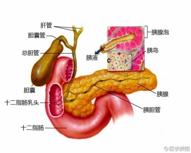 来源:李哲教你学解剖,医学美图,网络