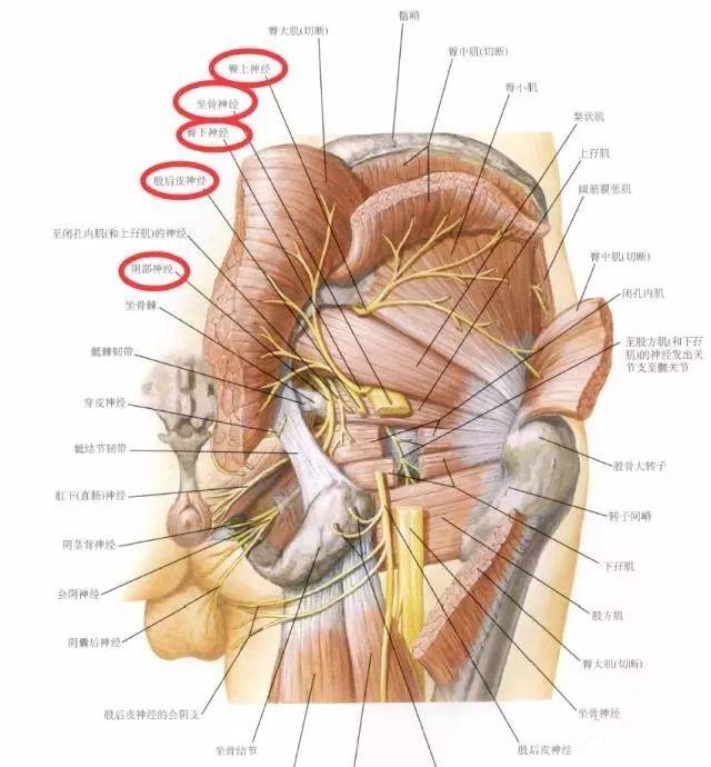 下肢神经的组成和走行汇总,快快收藏!