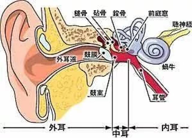 她起床发现耳朵被人堵住了?真正的原因是