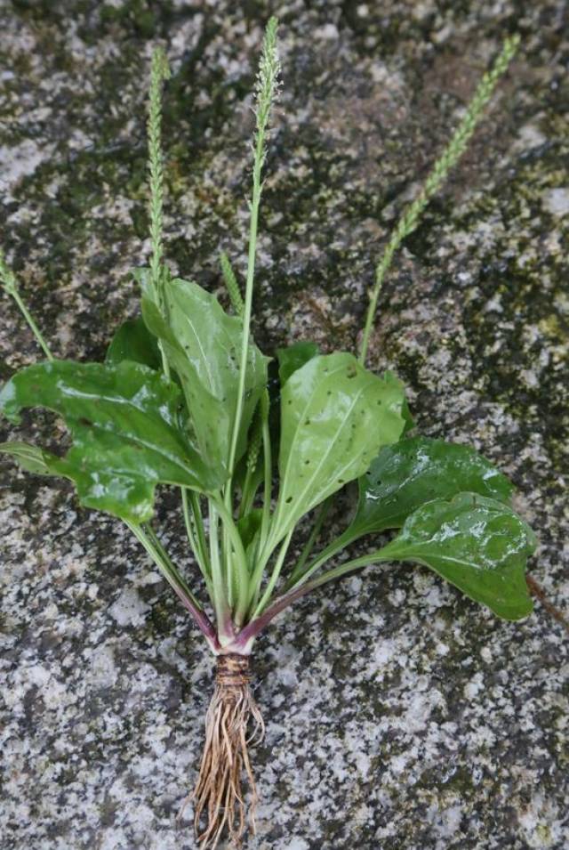 车前草,又名平前草,车茶草,蛤蟆叶,学名:plantago depressa,为车前草