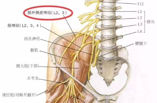 这块区域的感觉异常可能是股外侧皮神经的损伤.