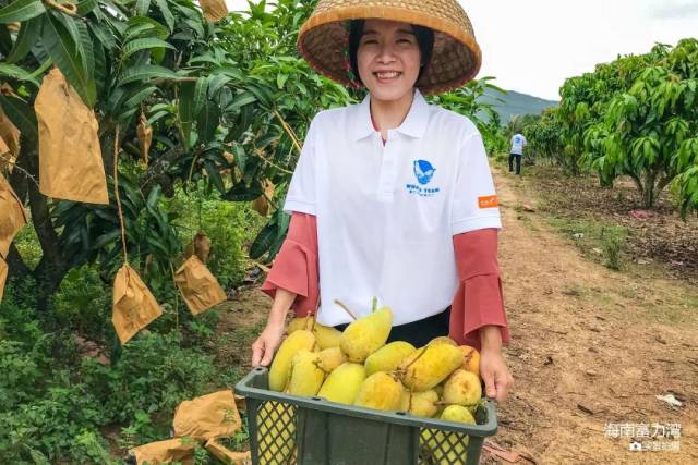 富力湾公益采摘滞销芒果