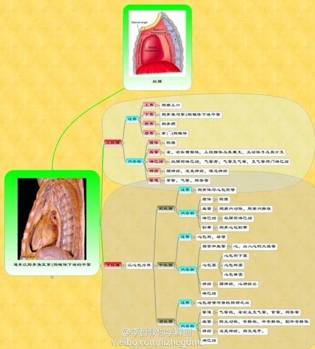 来源:李哲教你学解剖,医学美图,网络