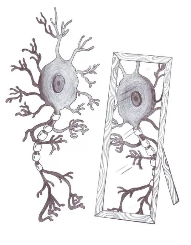 镜像神经元可能是模仿行为的基础 psychologon.