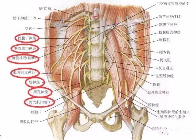 下肢外周神经主要包括腰丛(t12前支部分,l1-3前支和l4前置部分组成)
