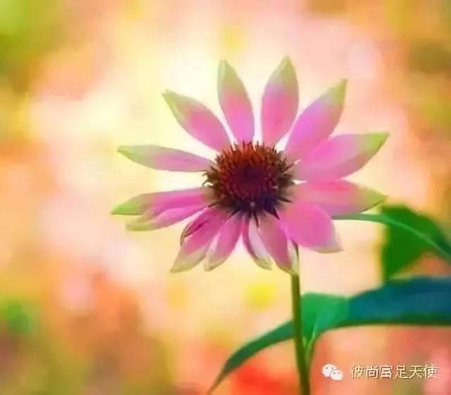 吸引金钱丰盛的冥想