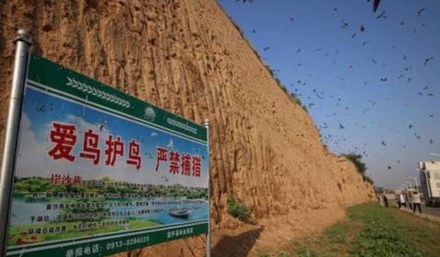 太壮观了 万余只崖沙燕在富平石川河安家