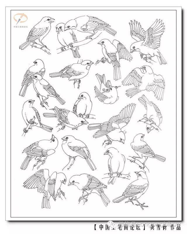 [绘画素材]工笔鸟儿的步骤画法,100幅临摹作品