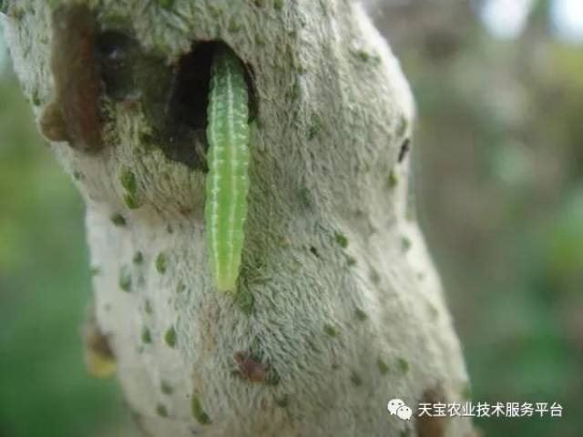丝瓜躲过了这些病虫害一季无忧!