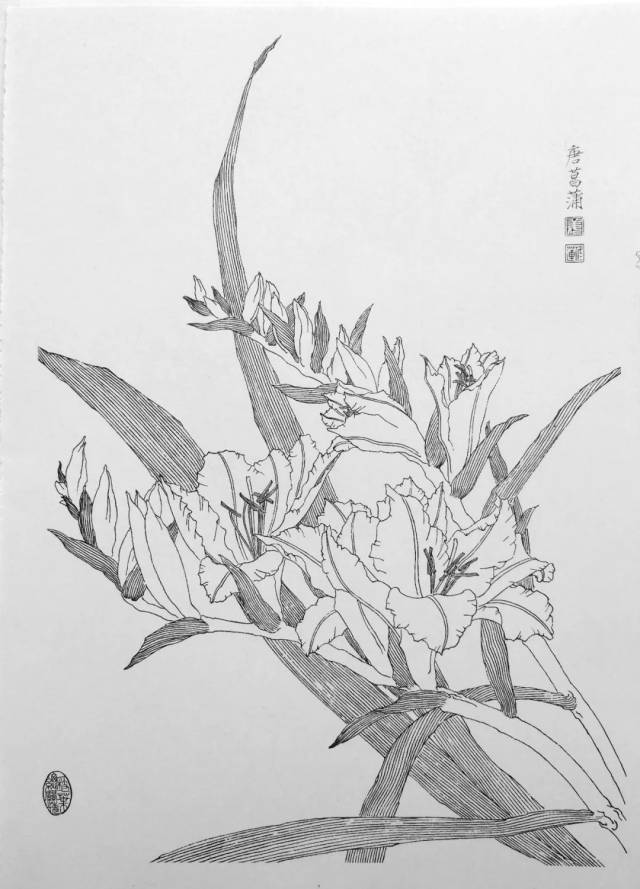 绝对珍藏,100张精选植物线描!