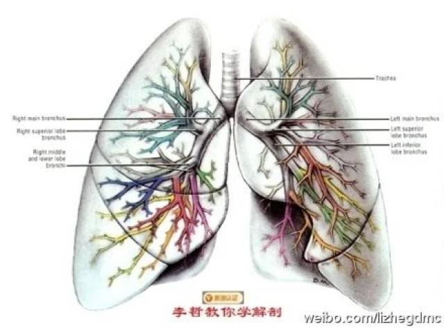 来源:李哲教你学解剖,医学美图,网络