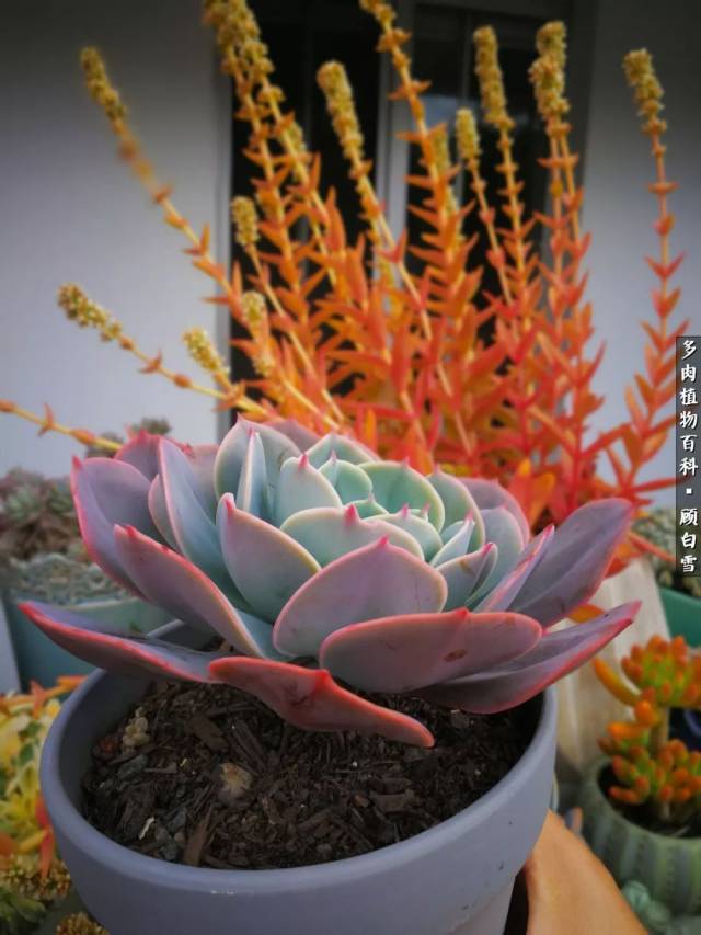 蓝粉台阁别样美