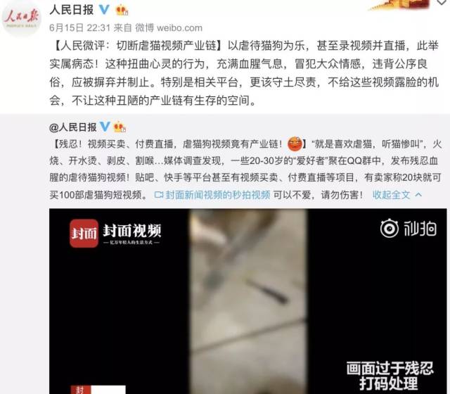 这群人卖虐猫视频,付费直播虐猫,还叫嚣"猫就是被虐的?