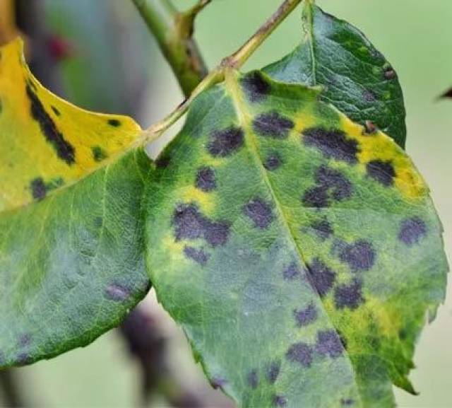 如果你的月季花已经感染黑斑病,那一定要及时针对这些受感染的叶子和