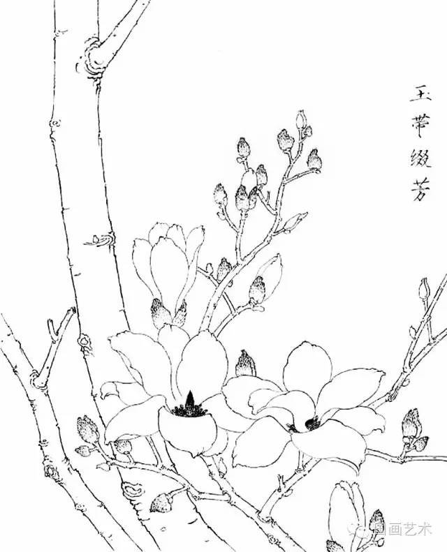 白描写生画谱:玉兰