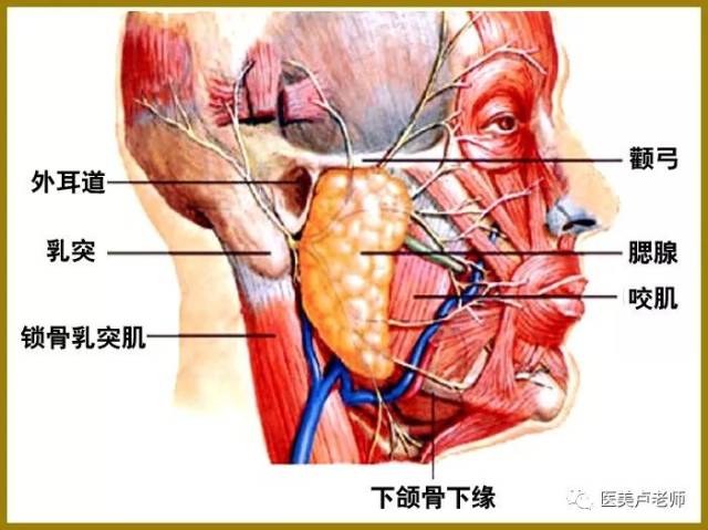 腮腺鞘的浅层特别致密并发出许多小隔将腮腺分为许多小叶.