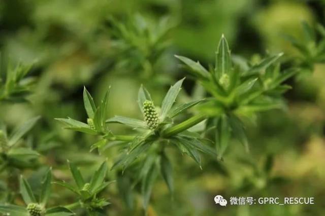 【户外知识】中国常见野菜及其食用-(85)刺芹(洋芫茜,山芫荽)