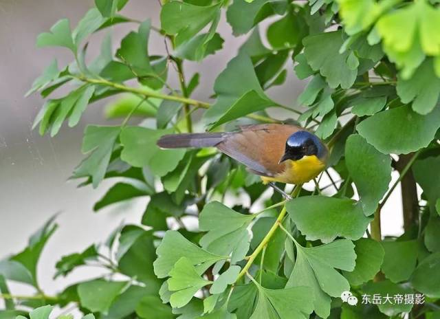 是世纪之谜还是世纪之遗？