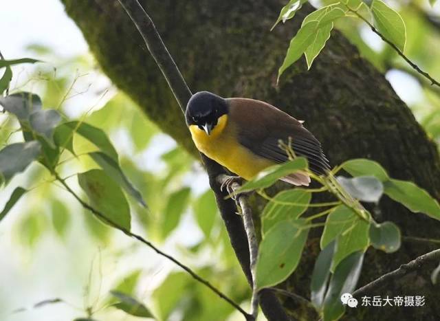 是世纪之谜还是世纪之遗？