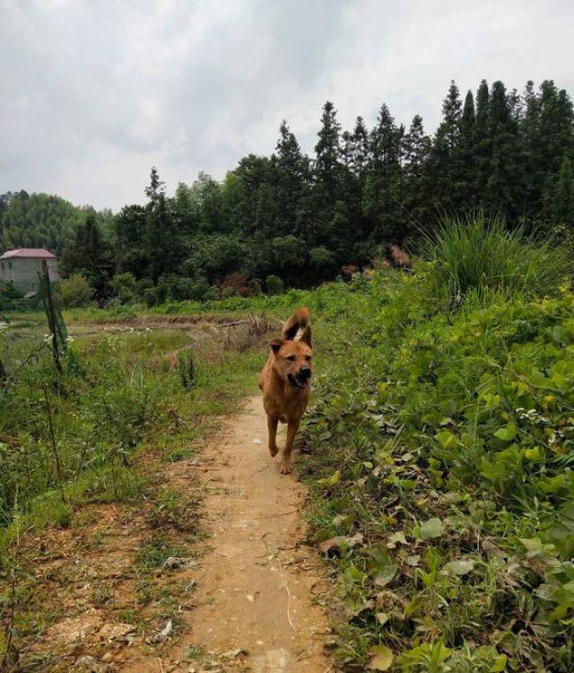 中华田园犬还是回归到田园最好山村的狗就是不一样