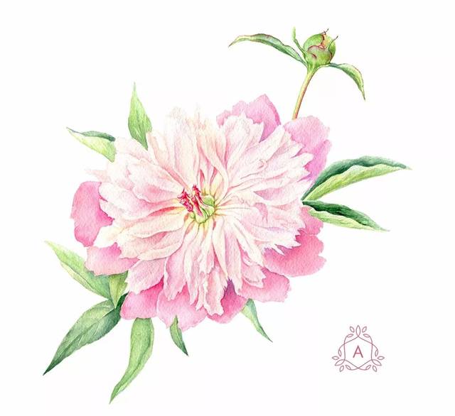 水彩鲜花画多了,你也就貌美如花了