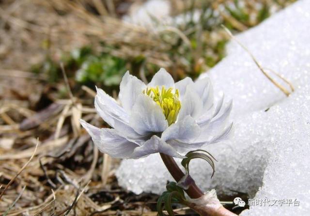 【诗歌】旭日东升||屹立在天山之巅的雪莲花(一组)